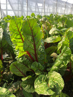 Load image into Gallery viewer, Red Chard - bunched
